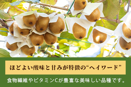 【数量限定300セット】佐賀県産 キウイフルーツ (ヘイワード) 3.6kg キウイ フルーツ 国産 B-520