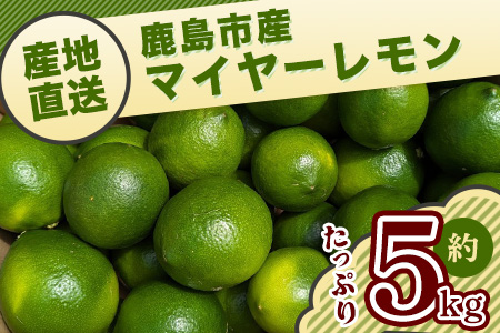 【産地直送】【農家直送】【予約受付】佐賀県鹿島市産　マイヤーレモン　5kg サイズ混合 【9月中旬頃より配送】B-726