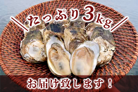 【先行予約】有明海産 すみのえ牡蠣（養殖・加熱用）殻付き 3kg | 全国牡蠣-1グランプリ銀賞受賞 | 生産者直送【11月中旬頃から発送予定】新鮮・美味しい・濃厚な焼き牡蠣や蒸し牡蠣に最適！クリーミー 旬 旨味 グルメ 佐賀県 鹿島市 人気 C-114