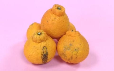 B-292【訳アリ】【お届け日の指定不可】”よかんばい”鹿島産不知火  約11kg（イタミ保証含む）