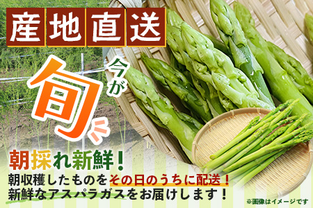 新鮮朝獲れ！！鹿島市産 アスパラガス 合計500g 【美味しい野菜で彩を】アスパラ 野菜 やさい 九州 国産 佐賀　6601611 B-854