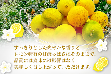 【訳あり】【先行予約】【産地直送】【農家直送】佐賀県鹿島市産 マイヤーレモン 5kg サイズ混合 酸味 美味しい お酒 生絞り 料理 お菓子 家庭用 【９月～2月頃まで配送】 A-191