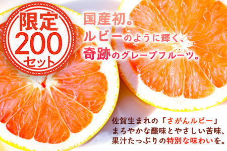 国産 グレープフルーツ「さがんルビー」 約５ｋｇ