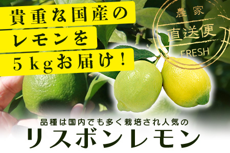 B-367リスボンレモン【約5kg】メディアも注目の柑橘類の名人直送！レモン れもん 檸檬 果物 生搾り 料理 菓子 サワー お酒 国産 佐賀県鹿島市産 人気