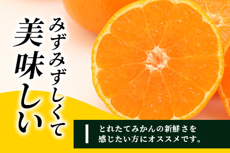 ＼農家直送＆鮮度抜群！／収穫後3日以内発送・松本農園の温州みかん 約5kg｜有明海の潮風で育った鹿島産みかん｜フレッシュ｜佐賀県鹿島市 送料無料 B-530