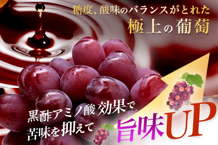 黒酢ブラックシャインマスカット 富士の輝き 1房(700g) |ふるさと納税 シャインマスカット マスカット ぶどう 葡萄 果物 黒酢 ブラックシャインマスカット フルーツ ふるさと くだもの スイーツ 佐賀県鹿島市 人気 送料無料　C-156