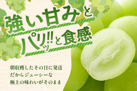 朝採れ即日発送◆数量限定◆シャインマスカット 約2kg 3～4房【先行予約】【2025年8月中旬～9月下旬配送予定】鮮度第一 可愛いラッピングで贈り物にも◎ ご褒美 プレゼント 贈答 ギフト 果物 葡萄 ぶどう マスカット 野菜 佐賀 鹿島市 人気 送料無料 C-38