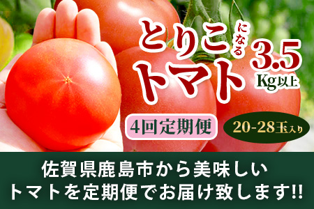 【先行予約】 たにぐちファーム とりこになるトマト 【3.5kg以上×4回定期便】【2025年12月から出荷】Ricotomato とりこになる トマト [定期便 野菜定期便 定期 野菜 トマト 新鮮 サラダ 生野菜 とまと おすすめ 送料無料] D-160