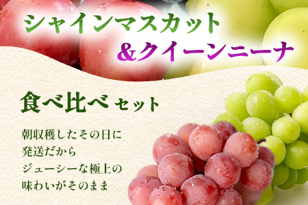 朝採れシャインマスカット＆クイーンニーナ食べ比べセット約2kg 3～4房【先行予約】【2025年8月下旬～9月下旬配送予定】朝採れ即日発送！ジューシー高糖度 新鮮 生産者直送 果物 フルーツ 冷蔵便 丁寧なラッピング ギフト 贈答 化粧箱入り 送料無料 D-243