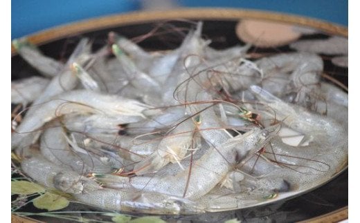 AA-9 冷凍芝エビ（真エビ）１kg（500g×2パック）
