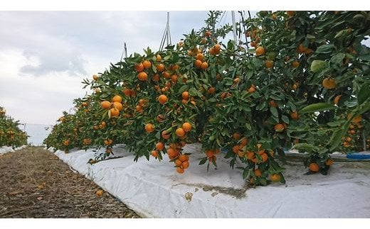 B-343甘い！鹿島みかん 根域制限栽培みかん 早生 【約5.5kg】 普通栽培より糖度が1〜2度高いみかん サイズ混合 S〜L【11月中旬～下旬お届け】みかん ミカン 蜜柑 果物 フルーツ 佐賀県 鹿島市 送料無料