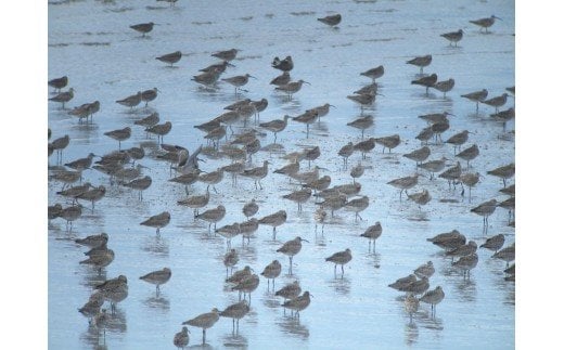 B-348【有明海からの贈り物】肥前鹿島干潟ラムサール米とまえうみもんのセット