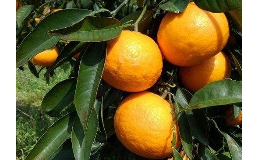 B-484 【希少な柑橘・期間限定】訳あり南津海（なつみ） 5kg