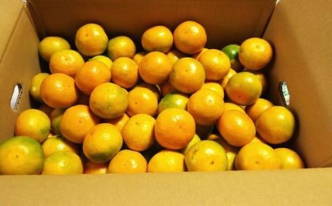 AA-37 毎年大人気！【先行予約】平倉果樹園のひとくちみかん約5.5kg｜鹿島産 小玉みかん（5cm前後）｜贈答用・お取り寄せ ギフト｜温州みかん「ゆら」｜九州 佐賀県 鹿島市産 送料無料