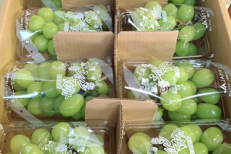 D-17【先行予約】大満足の2kg【たっぷり3～5房】JA直送♪シャインマスカット【2025年8月中旬より発送】佐賀県鹿島市から産地直送皮ごと食べられる贅沢ぶどう 葡萄 果物 フルーツ 旬 甘い 美味しい 人気 ギフト◎ 送料無料