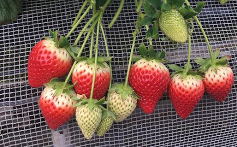 【先行予約】いちご 新ブランド 【いちごさん】 てのひらギフトセット 75g×8パック 計600g 1パック4～5玉入 【2025年1月上旬～3月発送】 JA直送 鮮度抜群 佐賀県 鹿島市 A-153