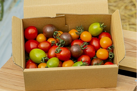 【先行予約】 カラフルミニトマト 『Ricotomato』 【1kg×6回定期便】 【2024年12月から出荷】 H-11