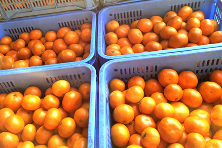 【先行予約】（2026年12月頃発送） ”じっぱか”鹿島産みかん 約６kg 【サイズ別】【期日指定不可】国産 佐賀県産 ミカン 蜜柑 果物 フルーツ A-99