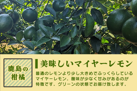 【産地直送】【農家直送】【予約受付】佐賀県鹿島市産　マイヤーレモン　5kg サイズ混合 【9月中旬頃より配送】B-726