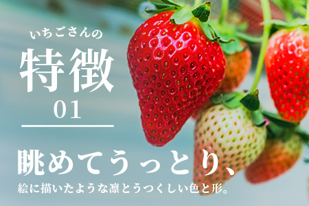 いちごさん　ゆりかーごギフト B-728