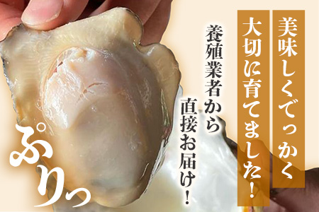 【先行予約】有明海産 すみのえ牡蠣（養殖・加熱用）殻付き 3kg | 全国牡蠣-1グランプリ銀賞受賞 | 生産者直送【11月中旬頃から発送予定】新鮮・美味しい・濃厚な焼き牡蠣や蒸し牡蠣に最適！クリーミー 旬 旨味 グルメ 佐賀県 鹿島市 人気 C-114