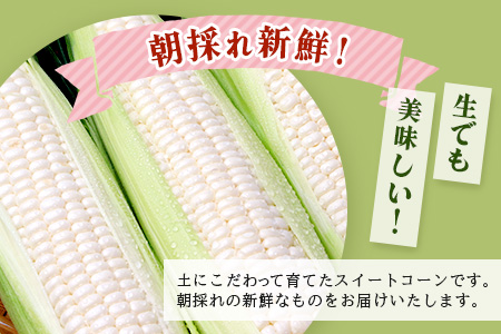 予約受付【限定30セット】ホワイトコーン 10～12本入 とうもろこし トウモロコシ 野菜 B-733 佐賀 鹿島 スイートコーン