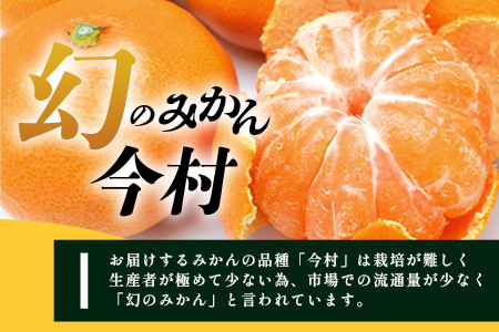 B-345《まぼろしのみかん》鹿島 平倉果樹園のみかん『今村』 約5.5kg サイズ混合 みかん 希少 幻 まぼろし 蜜柑 ミカン オレンジ フルーツ 果物 高糖系 平均糖度12度 佐賀県 鹿島市 人気 おすすめ 送料無料【2026年2月上旬から2月末まで配送】