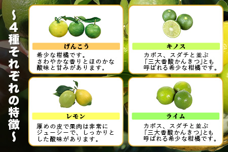 B-366 香酸柑橘類セット （リスボンレモン・キノス・げんこう・ライム）【約5kg 】メディアも注目の柑橘類の名人直送！かんきつ 柑橘 檸檬 れもん レモン 木酢 げんこう 薬味風味付け 国産 九州産 鹿島市産 佐賀県 鹿島市