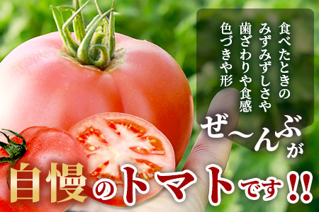 【先行予約】 たにぐちファーム とりこになるトマト 3.5kg以上【2025年12月より発送開始】 Ricotomato トマト [野菜 トマト 新鮮 サラダ 生野菜 とまと おすすめ 送料無料]B-665