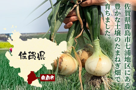  甘～い！新鮮！新たまねぎ 約10kg (MLサイズ）★大自然育ち【2025年4月より発送】生産者直送！タマネギ 玉葱 新タマ 新玉ねぎ サラダ 惣菜 お料理 ストック 箱買 美味しい 甘い 常備野菜 佐賀県 鹿島市産 人気 送料無料　B-737
