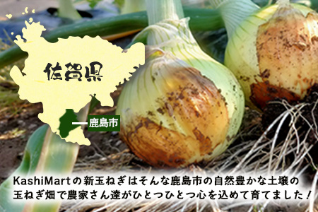 【予約受付】鹿島市産 新玉ねぎ 合計10kg B-842 たまねぎ 玉葱 サラダ 料理【2026年4月中旬より順次発送】