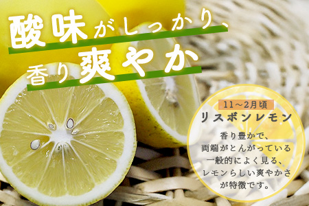 国産 オーガニックレモン 約2.5kg レモン 檸檬 B-91