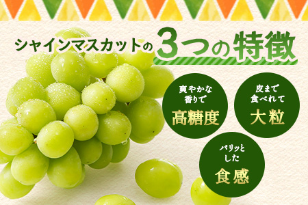 朝採れ即日発送◆数量限定◆シャインマスカット 約2kg 3～4房【先行予約】【2025年8月中旬～9月下旬配送予定】鮮度第一 可愛いラッピングで贈り物にも◎ ご褒美 プレゼント 贈答 ギフト 果物 葡萄 ぶどう マスカット 野菜 佐賀 鹿島市 人気 送料無料 C-38