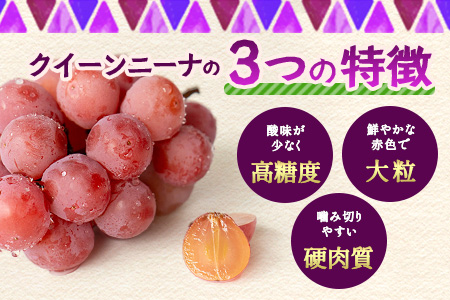 【先行予約】ぶどう クイーンニーナ 約2kg 3～4房【2025年8月下旬～9月下旬配送予定】朝採れ即日発送 新鮮 生産者直送 果物 フルーツ 冷蔵便 佐賀県 鹿島市 送料無料 C-39