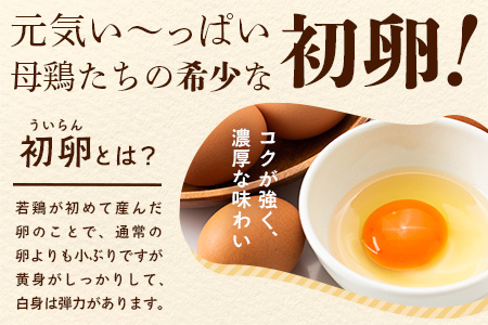 【定期便】たまご 佐賀鹿島産 平飼い初卵「うみとやまとこっこ」 上田養鶏場 たまご60個×3回 タマゴ 玉子D-117 60個×3回