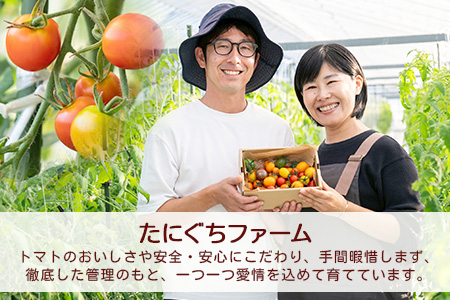 【4回定期便】【先行予約】完熟ミニトマト 【少量パック】120gx3p　たにぐちファーム 完熟ミニトマト 360g とりこになるトマト 野菜 とまと トマト リコピン 佐賀産 佐賀県 鹿島市　E-160 完熟ミニトマト 【4回定期便】