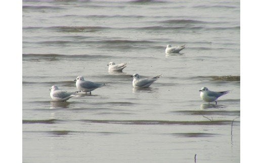 B-348【有明海からの贈り物】肥前鹿島干潟ラムサール米とまえうみもんのセット