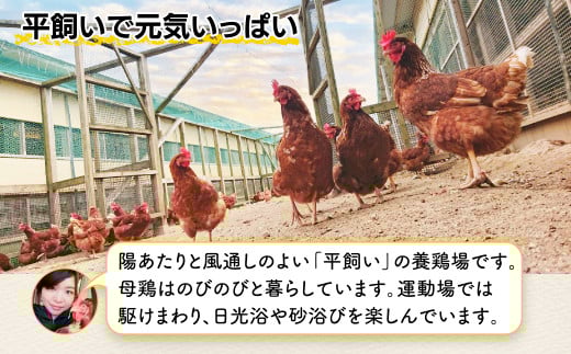 C-54 佐賀鹿島産 平飼い卵「うみとやまとこっこ」上田養鶏場 たまご60個 60個