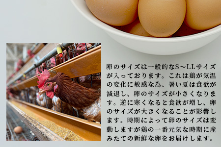 【鹿島市産のたまご】肥前のおいしい赤たまご　６０個（５５個＋破損補償５個入り）　B-711