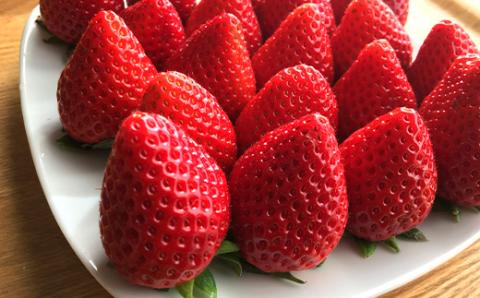 【先行予約】いちご 新ブランド 【いちごさん】 てのひらギフトセット 75g×8パック 計600g 1パック4～5玉入 【2025年1月上旬～3月発送】 JA直送 鮮度抜群 佐賀県 鹿島市 A-153