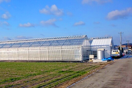 【先行予約】 カラフルミニトマト 『Ricotomato』 【1kg×6回定期便】 【2024年12月から出荷】 H-11