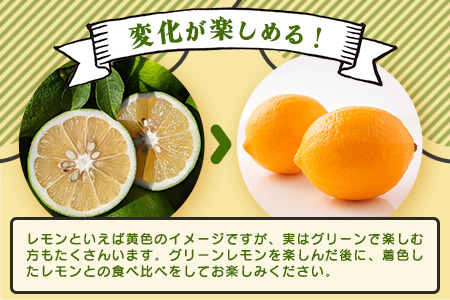 【産地直送】【農家直送】【予約受付】佐賀県鹿島市産　マイヤーレモン　5kg サイズ混合 【9月中旬頃より配送】B-726