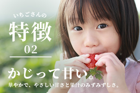 いちごさん　ゆりかーごギフト B-728