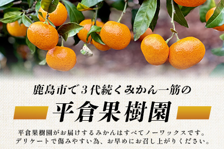 B-345《まぼろしのみかん》鹿島 平倉果樹園のみかん『今村』 約5.5kg サイズ混合 みかん 希少 幻 まぼろし 蜜柑 ミカン オレンジ フルーツ 果物 高糖系 平均糖度12度 佐賀県 鹿島市 人気 おすすめ 送料無料【2026年2月上旬から2月末まで配送】