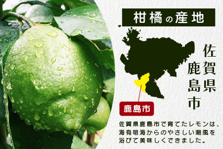 B-367リスボンレモン【約5kg】メディアも注目の柑橘類の名人直送！レモン れもん 檸檬 果物 生搾り 料理 菓子 サワー お酒 国産 佐賀県鹿島市産 人気