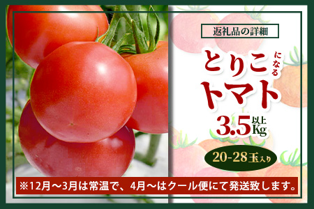 【先行予約】 たにぐちファーム とりこになるトマト 3.5kg以上【2025年12月より発送開始】 Ricotomato トマト [野菜 トマト 新鮮 サラダ 生野菜 とまと おすすめ 送料無料]B-665