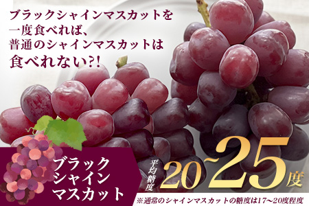 黒酢ブラックシャインマスカット 富士の輝き 1房(700g) |ふるさと納税 シャインマスカット マスカット ぶどう 葡萄 果物 黒酢 ブラックシャインマスカット フルーツ ふるさと くだもの スイーツ 佐賀県鹿島市 人気 送料無料　C-156