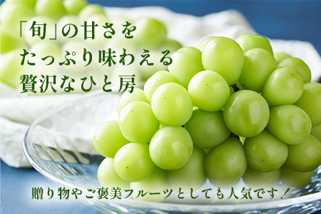 朝採れ即日発送◆数量限定◆シャインマスカット 約2kg 3～4房【先行予約】【2025年8月中旬～9月下旬配送予定】鮮度第一 可愛いラッピングで贈り物にも◎ ご褒美 プレゼント 贈答 ギフト 果物 葡萄 ぶどう マスカット 野菜 佐賀 鹿島市 人気 送料無料 C-38