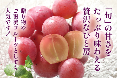 【先行予約】ぶどう クイーンニーナ 約2kg 3～4房【2025年8月下旬～9月下旬配送予定】朝採れ即日発送 新鮮 生産者直送 果物 フルーツ 冷蔵便 佐賀県 鹿島市 送料無料 C-39