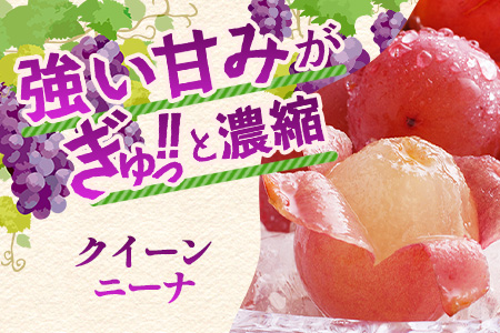 朝採れシャインマスカット＆クイーンニーナ食べ比べセット約2kg 3～4房【先行予約】【2025年8月下旬～9月下旬配送予定】朝採れ即日発送！ジューシー高糖度 新鮮 生産者直送 果物 フルーツ 冷蔵便 丁寧なラッピング ギフト 贈答 化粧箱入り 送料無料 D-243